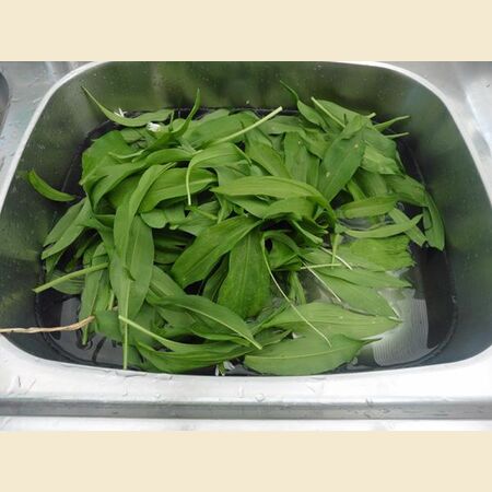 Chapatti Or Roti With Wild Garlic Leaves 